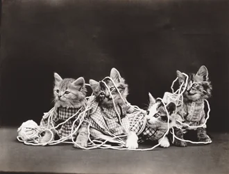 Série Kitties: 1914 (stříbrný tisk)