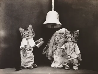 Série Kitties: 1914 (stříbrný tisk)