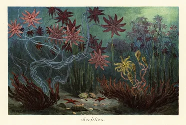 Vyhynulé mořské lilie nebo krinoidy, Crinoidea, na mořském dně., 1908 (Tisk)