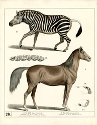 Kůň a zebra s anatomickými detaily