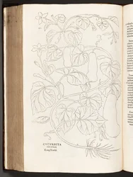 BT3.26.5 str.370 Cuketa, ilustrace z Historie rasových komentářů od Leonharta Fuchse, 1542