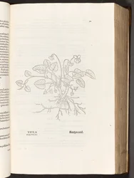 BT3.267.5 s. 311 Fialová, ilustrace z Dějiny rasismu od Leonharta Fuchse, 1542