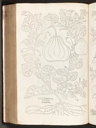 BT3.267.5 str.368 Tykev, ilustrace z Dějiny rasismu od Leonharta Fuchse, 1542