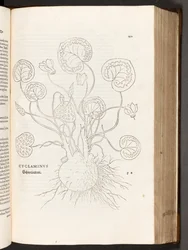 BT3.267.5 s.51 Cyclamen, ilustrace z Historie rasových rozdílů od Leonharta Fuchse, 1542