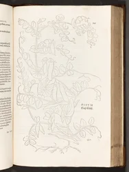 BT3.267.5. str.627 Hrášek, ilustrace z Historie rasových komentářů od Leonharta Fuchse, 1542