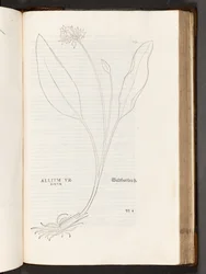 BT3.267.5 str.739 Allium, ilustrace z Dějiny rasismu od Leonharta Fuchse, 1542