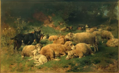 Odpočívající ovce na okraji lesa
