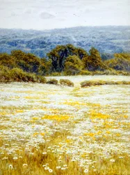 Oxeye Daisies, poblíž Westerham, Kent (akvarel na papíře)