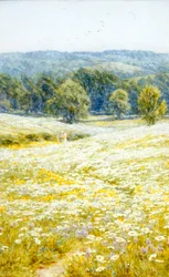 Oxeye Daisies, poblíž Westerham, Kent (akvarel na papíře)