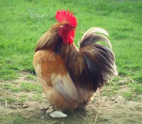Hrdý kohout, 2018