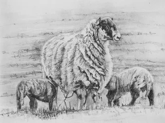 Proud ewe, 2012, (kresba tužkou)