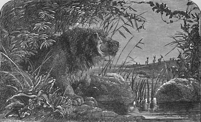 Čekání na antilopy, c1900