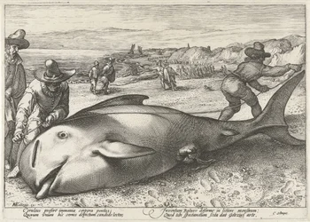 Uvízlý pilot velryba na pláži v Zandvoort, 1594