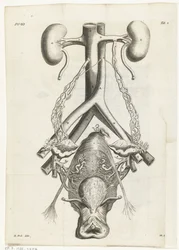 Anatomický obraz ženských genitálií a ledvin Knižní ilustrace pro: Reinier de Graaf, All the works, Amsterdam, 1686