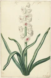 Witte hyacint Rose Invisible (název na objektu)