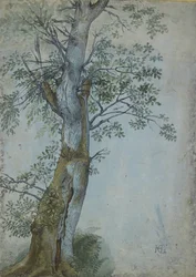 Study of a Tree, 1597-99 (pero tmavě hnědým inkoustem, štětec v barvě wc & bodycolor, zvýrazněno bílou na modrém papíře)