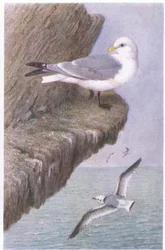 Kittiwake, Pohlednice, 30. léta 20. století