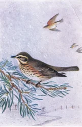 Redwing, Pohlednice, 30. léta 20. století