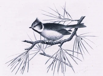Scottish Crested Tits, Nature in Britain vydalo nakladatelství Collins, 1946