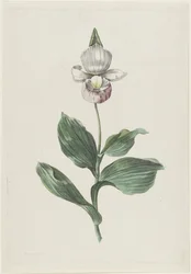 Pantoflíček orchidejí (Cypripedium reginae Walter)