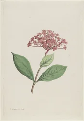 Paví třešeň (Ixora coccinea)