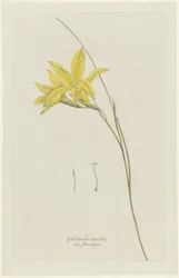 Meč lilie (Gladiolus carinatus Aiton) Gladiolus tenellus var. flore majore (titul na objektu)