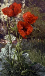 Vlčí máky. Obraz Henriho Bivy (1848-1928) Soukromá sbírka.