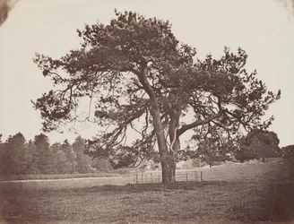 Hamilton Palace Park (Parasol Pine), asi 1858 (foto)