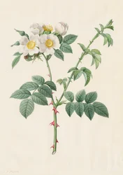 Brier Bush Rose nebo Dog Rose Rosa Leucantha, 1817-1824.