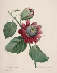 Výběr z nejkrásnějších květin...nejkrásnějších plodů: Passiflore ailee, 1827.