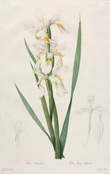 Iris se zlatým pruhem, 1812.