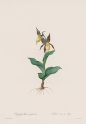 Les Liliacées: Cypripedium boty, 1802-1816.