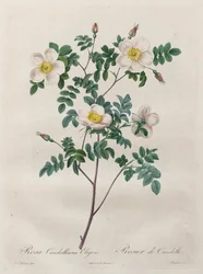 Růže: Rosa Candolleana Elegans, 1817-1824.