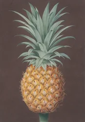 Hladká listová zelená borovice antigua, 1807.