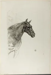 Poník Philibert