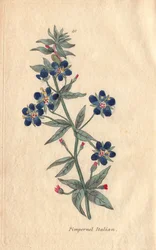 Italský pupínek, Anagallis monellis, květ