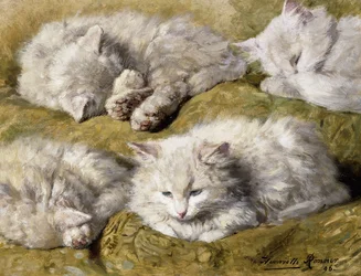Studie dlouhosrsté bílé kočky, 1896
