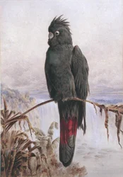 Australský kakadu havraní