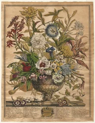 Dvanáct měsíců květů: září 1730.