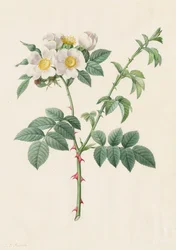 Brier Bush Rose nebo Dog Rose (Rosa Leucantha)