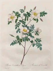 Les Roses: Rosa Candolleana Elegans