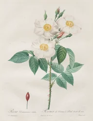 Růže: Rosa Damascena, subalba