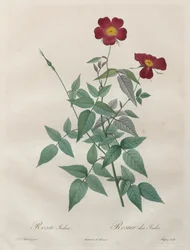 Růže: Rosa indica