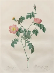 Růže: Rosa indica