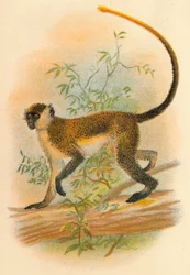 Zelený Guenon, 1897