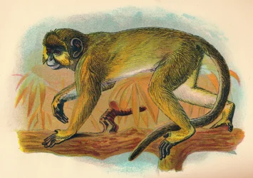 Talapoin, 1897