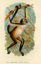 Pestrá pavoučí opice, 1896