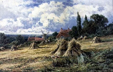 Kukuřičné pole v Surrey