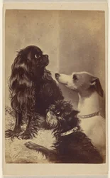 Floss, Daisy  Fairy; Dogs of Barroness [sic] McClifford. Namalovala paní Pointerová.
