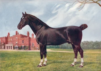 Hackney hřebec Danegelt, c1905 c1910